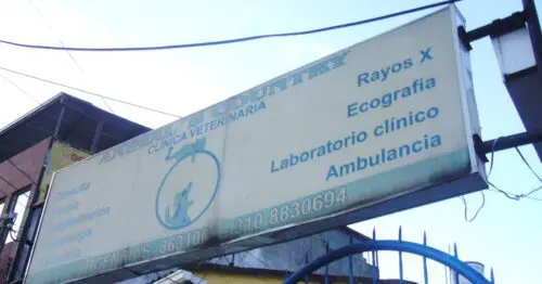 CLINICA VETERINARIA ANIMALS COUNTRY BOGOTÁ CLINICA VETERINARIA ANIMALS COUNTRY BOGOTÁ